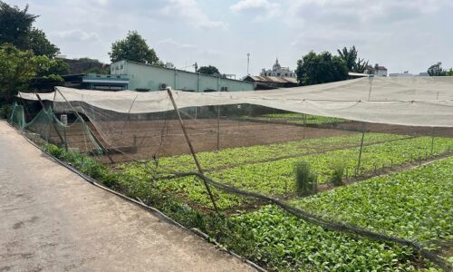 Đất bán Quận 12,  đường Trần Thị Cờ chạy vô 100m, diện tích 4.000 m2 , đường nhựa 7m thông, giá 32 tỷ.